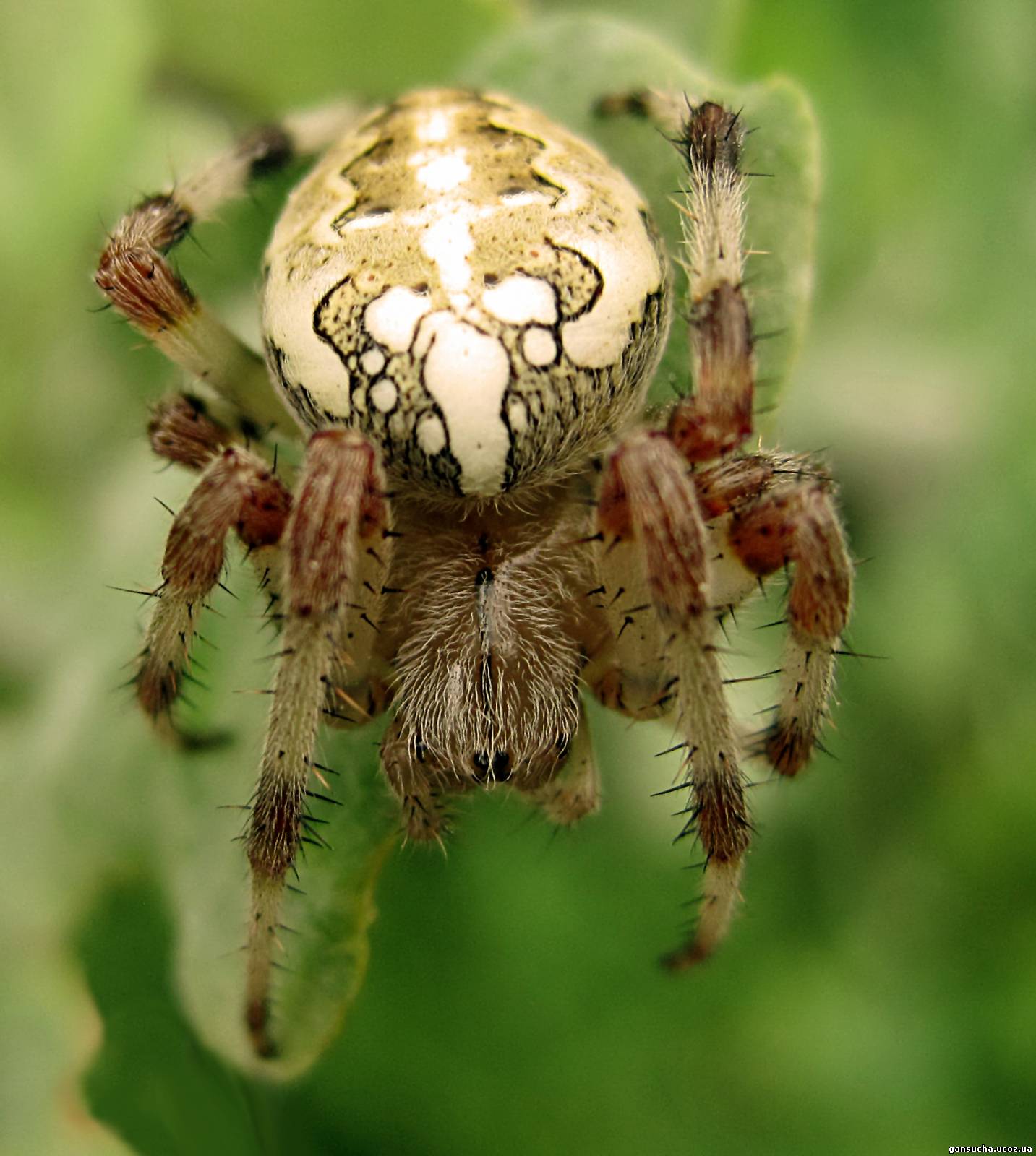 Крестовик зеленый. Araneus marmoreus.